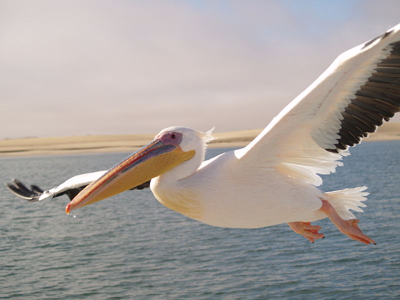 A Pelican